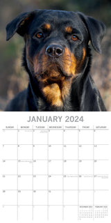 Rottweilers 2024 Square Wall Calendar Pets Dog 16 Month Premium Planner New Year - Side View