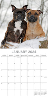 Staffordshire Bull Terriers 2024 Square Wall Calendar Pets Dog 16 Months Planner - Side View