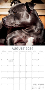 Staffordshire Bull Terriers 2024 Square Wall Calendar Pets Dog 16 Months Planner - Top-Down View