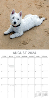 West Highland White Terriers 2024 Square Wall Calendar Pets Dog 16 Month Planner - Top-Down View