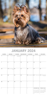 Yorkshire Terriers - 2024 Square Wall Calendar Pets Dog 16 Month Premium Planner - Side View