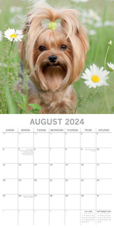 Yorkshire Terriers - 2024 Square Wall Calendar Pets Dog 16 Month Premium Planner - Top-Down View