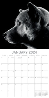 Dog Portraits - 2024 Square Wall Calendar 16 Months Black & White Planner Gift