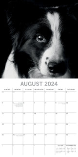 Dog Portraits - 2024 Square Wall Calendar 16 Months Black & White Planner Gift