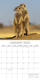 Meerkats - 2025 Square Wall Calendar Pets Animals 16 Months Premium Planner Gift - Side View