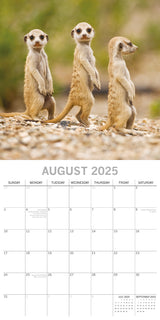 Meerkats - 2025 Square Wall Calendar Pets Animals 16 Months Premium Planner Gift - Top-Down View