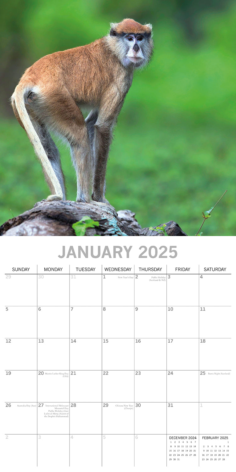 Monkey Business 2025 Square Wall Calendar Animals 16 Months Premium Planner Gift
