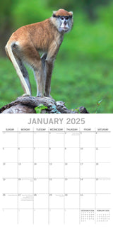 Monkey Business 2025 Square Wall Calendar Animals 16 Months Premium Planner Gift - Side View