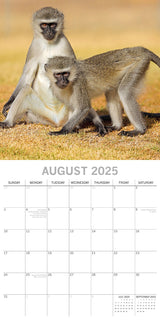 Monkey Business 2025 Square Wall Calendar Animals 16 Months Premium Planner Gift - Top-Down View