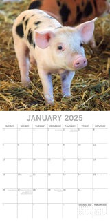Piggies - 2025 Square Wall Calendar Pets Animals 16 Months Premium Planner Gift - Side View