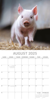 Piggies - 2025 Square Wall Calendar Pets Animals 16 Months Premium Planner Gift - Top-Down View