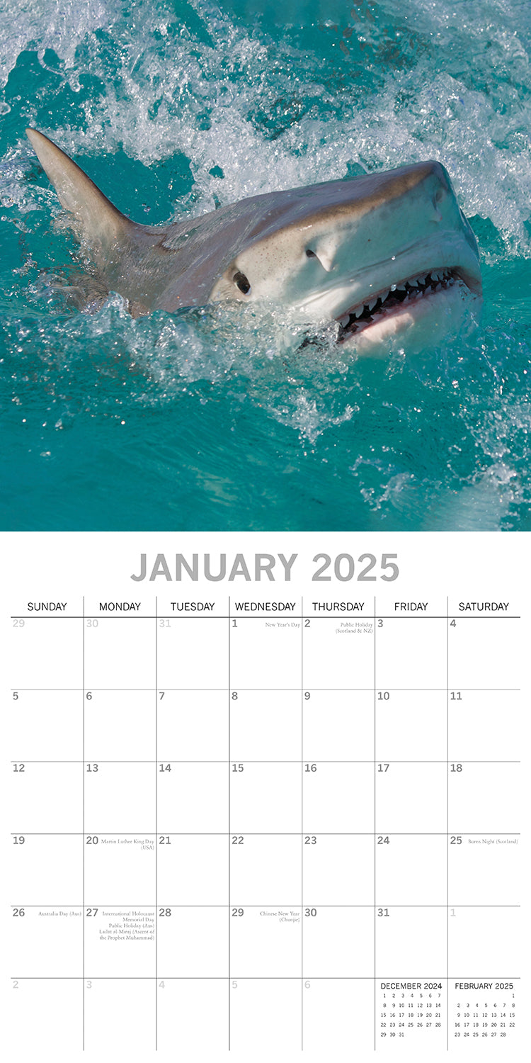 Sharks - 2025 Square Wall Calendar Pets Animals 16 Months Premium Planner Gift
