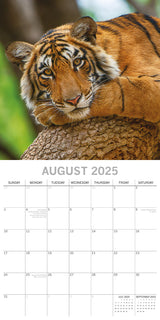Tigers - 2025 Square Wall Calendar Pets Animals 16 Months Premium Planner Gift - Top-Down View
