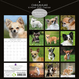 Chihuahuas 2025 Square Wall Calendar Dogs Pets Animals 16 Months Premium Planner - Front View