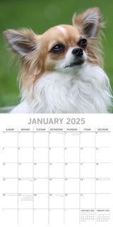 Chihuahuas 2025 Square Wall Calendar Dogs Pets Animals 16 Months Premium Planner - Side View