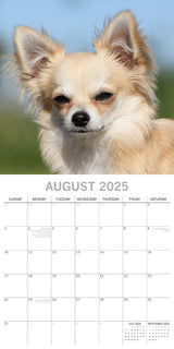 Chihuahuas 2025 Square Wall Calendar Dogs Pets Animals 16 Months Premium Planner - Top-Down View