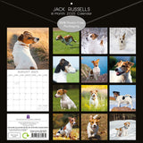 Jack Russells - 2025 Square Wall Calendar Dogs Pets Animals 16 Months Planner - Front View