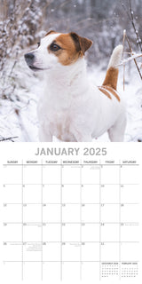 Jack Russells - 2025 Square Wall Calendar Dogs Pets Animals 16 Months Planner