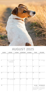 Jack Russells - 2025 Square Wall Calendar Dogs Pets Animals 16 Months Planner - Top-Down View