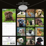Labradors - 2025 Square Wall Calendar Dogs Pets Animals 16-Month Premium Planner - Front View