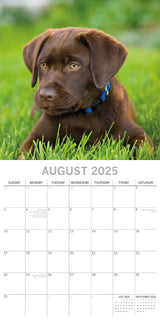 Labradors - 2025 Square Wall Calendar Dogs Pets Animals 16-Month Premium Planner - Side View