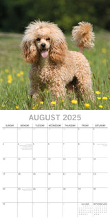 Poodles - 2025 Square Wall Calendar Dogs Pets Animals 16 Months Premium Planner - Top-Down View