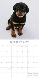 Rottweilers 2025 Square Wall Calendar Dogs Pets Animals 16-Month Premium Planner - Side View