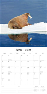 Arctic - 2025 Square Wall Calendar Nature 16 Month Premium Planner New Year Gift - Front View