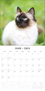 Siamese Cats - 2025 Square Wall Calendar Animals 16 Months Premium Planner Gift - Front View