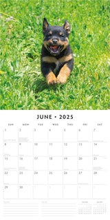 Rottweiler Puppies - 2025 Square Wall Calendar Animals 16 Months Premium Planner - Front View