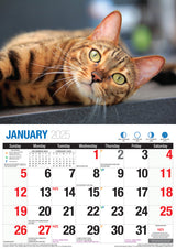 Cute Cats - 2025 Rectangle Wall Calendar 16 Months Planner Animal Pets Photos - Front View