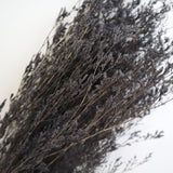 Misty Black - Front View