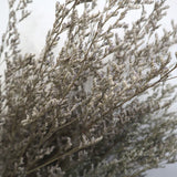 Misty Natural - Front View