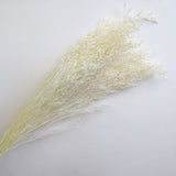 Misty Bleached White - Front View