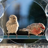 Clear Acrylic Window Bird Feeder with Strong Suction Cups and Removable Seed Tray - 45-Degree Angle