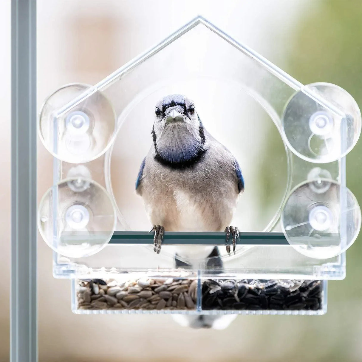Clear Acrylic Window Bird Feeder with Strong Suction Cups and Removable Seed Tray