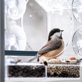 Clear Acrylic Window Bird Feeder with Strong Suction Cups and Removable Seed Tray - Low Angle