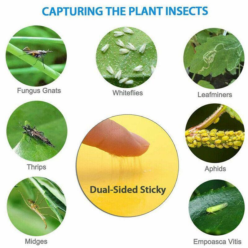 10PCS Yellow Sticky Paper Insect Trap Catcher Killer Fly Aphids Wasp - 25x10cm