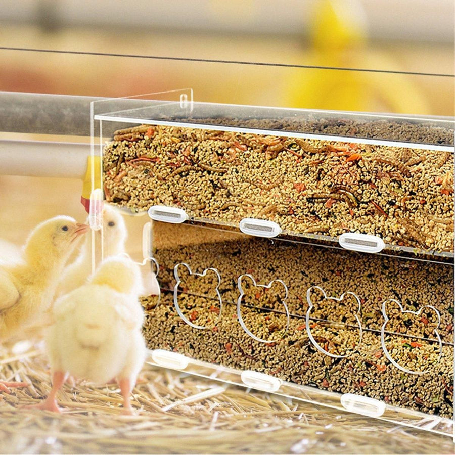 Automatic Acrylic Chicken Feeder Rutin Pet Supplies for Poultry Feeding System - 3 Holes