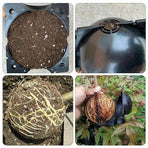 10Pcs Plant Rooting Ball High Pressure Propagation Box Grafting Breeding Device - L-12CM-10PCS