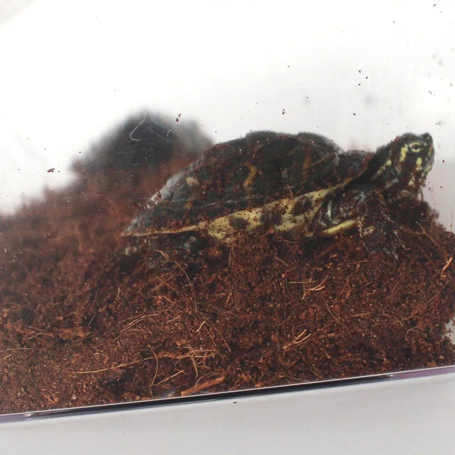 Natural Coconut Fibre Reptile Bedding Brick 650g Substrate for Tortoise Snake Spider