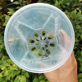 10xClear Plastic Orchid Pots with Holes for Phalaenopsis Root Aeration