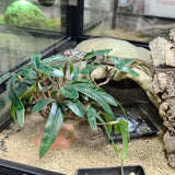 Artificial Plants Green Simulation Foliage for Pet Habitat Decoration Ornament - Rear View