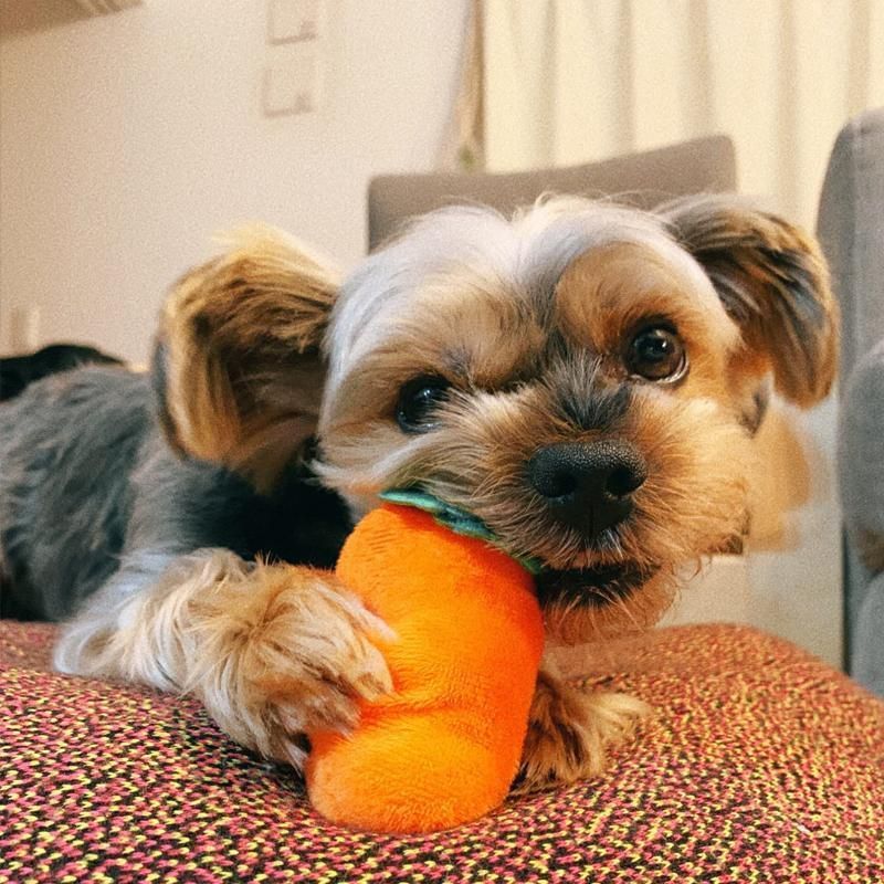 Carrot Plush Dog Toy Foraging Interactive Puzzle Mat for Small Puppies 35x35cm