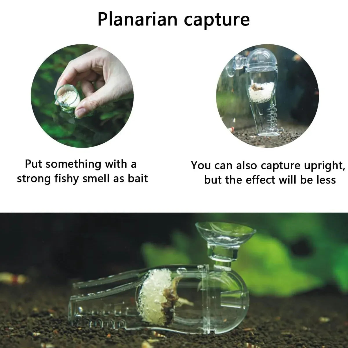 Acrylic Fish Feeder Clear Durable for Aquarium Fish Tank Feeding
