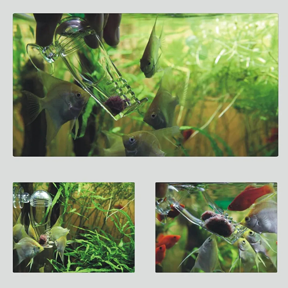 Acrylic Fish Feeder Clear Durable for Aquarium Fish Tank Feeding