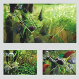 Acrylic Fish Feeder Clear Durable for Aquarium Fish Tank Feeding - Extra Image