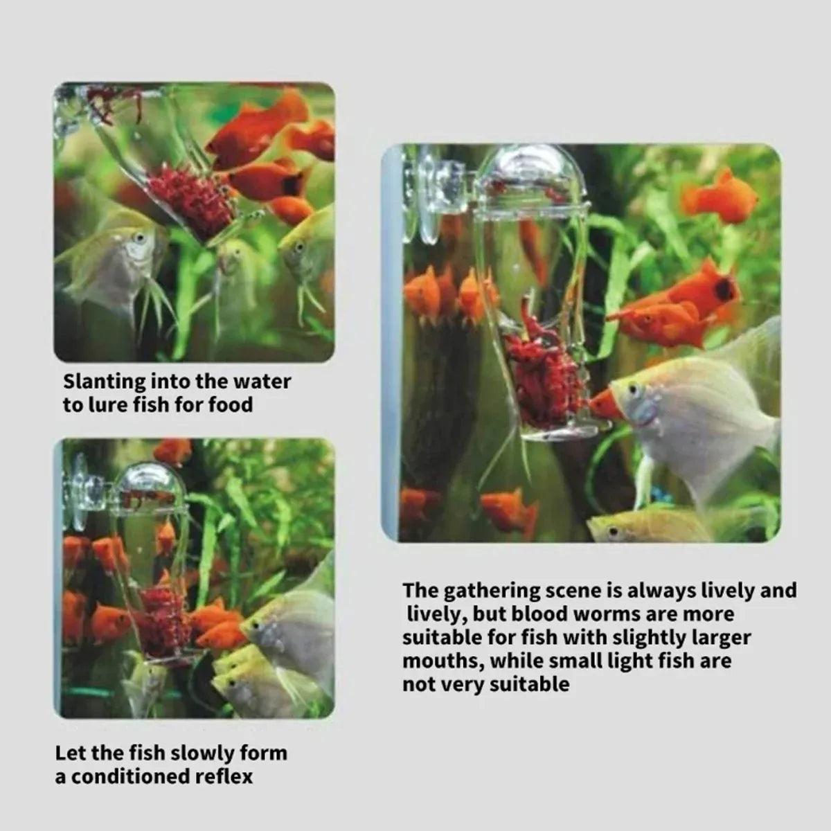 Acrylic Fish Feeder Clear Durable for Aquarium Fish Tank Feeding