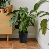 100PCS Black Gallon Soft Plastic Planter Bag Garden Nursery Pot Balcony Grow Bag - Top-Down View