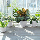 6PCS Simple Plastic Round Plant Pots Vertical Stripes Flower Pot Green Gardening - White - Top-Down View
